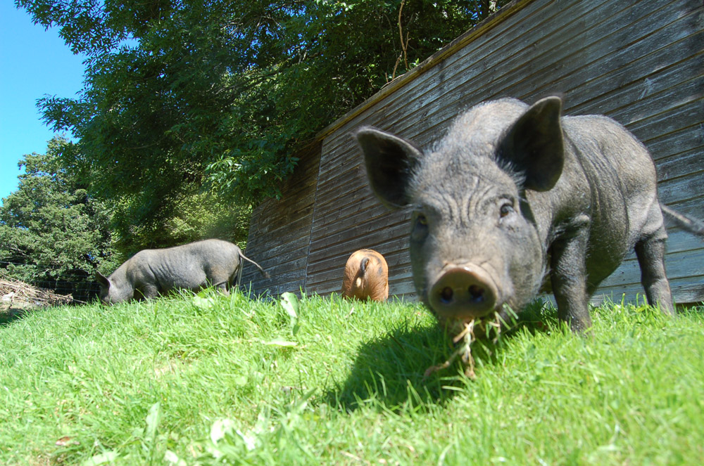 rare breed farm